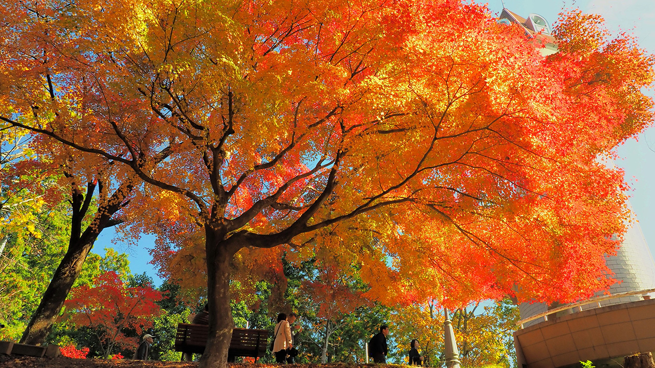 しそう森林王国の紅葉