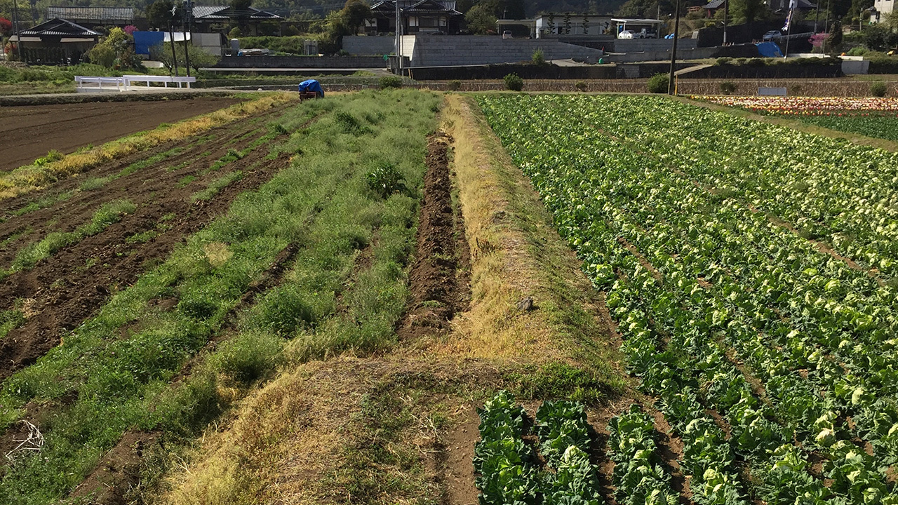 震災遺構の国天然記念物 布田川断層帯 堂園地区 右横ずれ断層