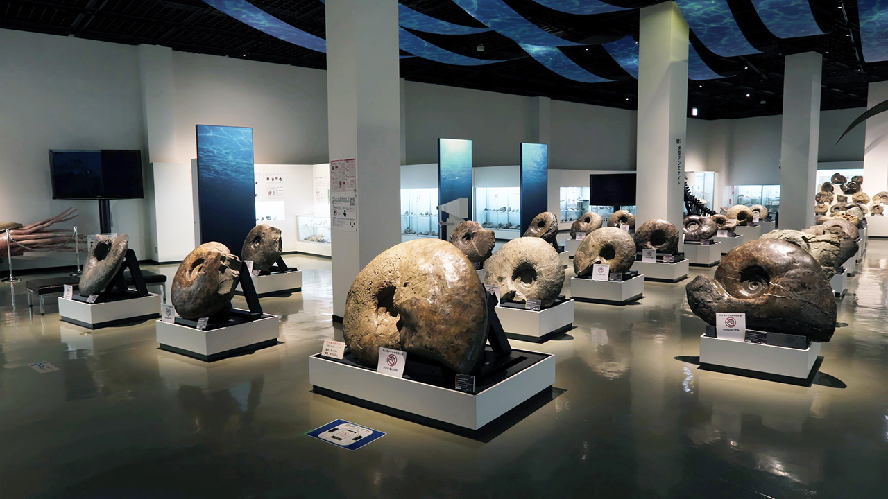 アンモナイト化石展示（三笠市立博物館）