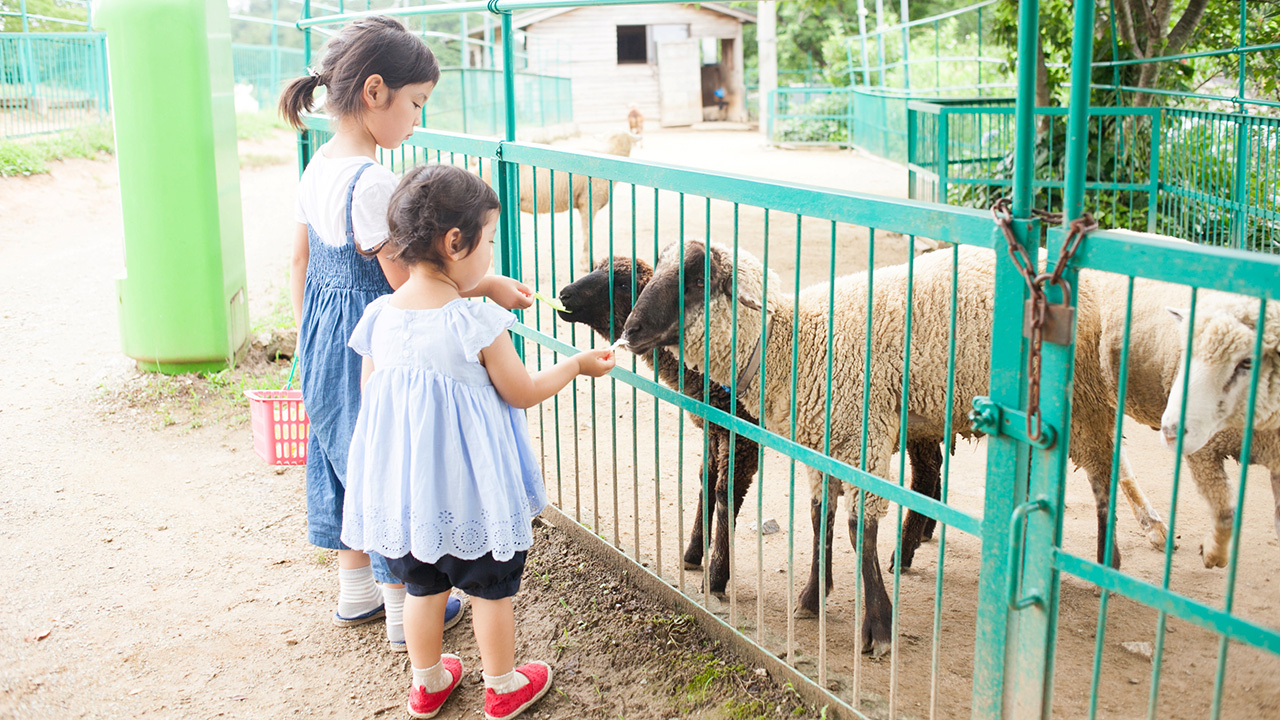 羊に餌をあげる少女たち