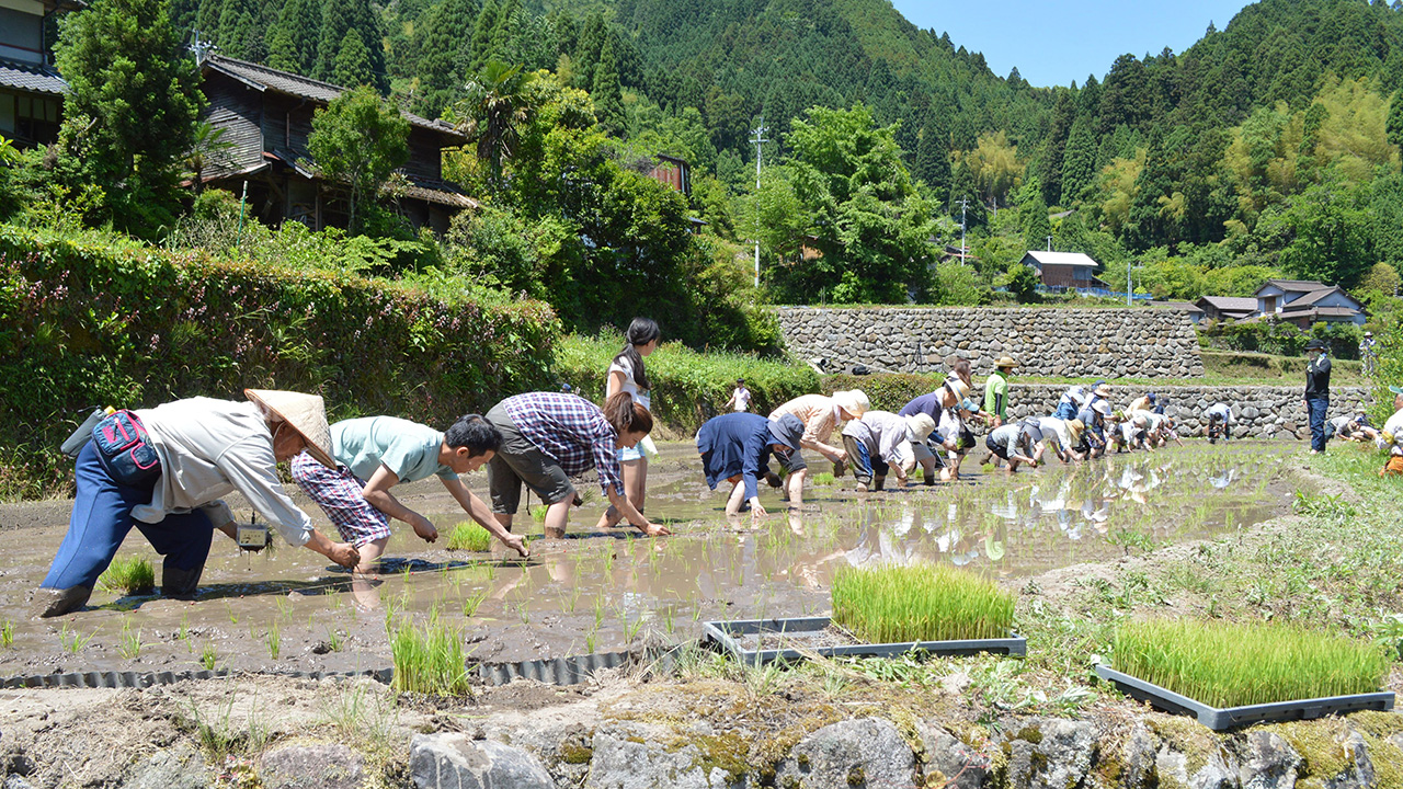 田植えをする人々