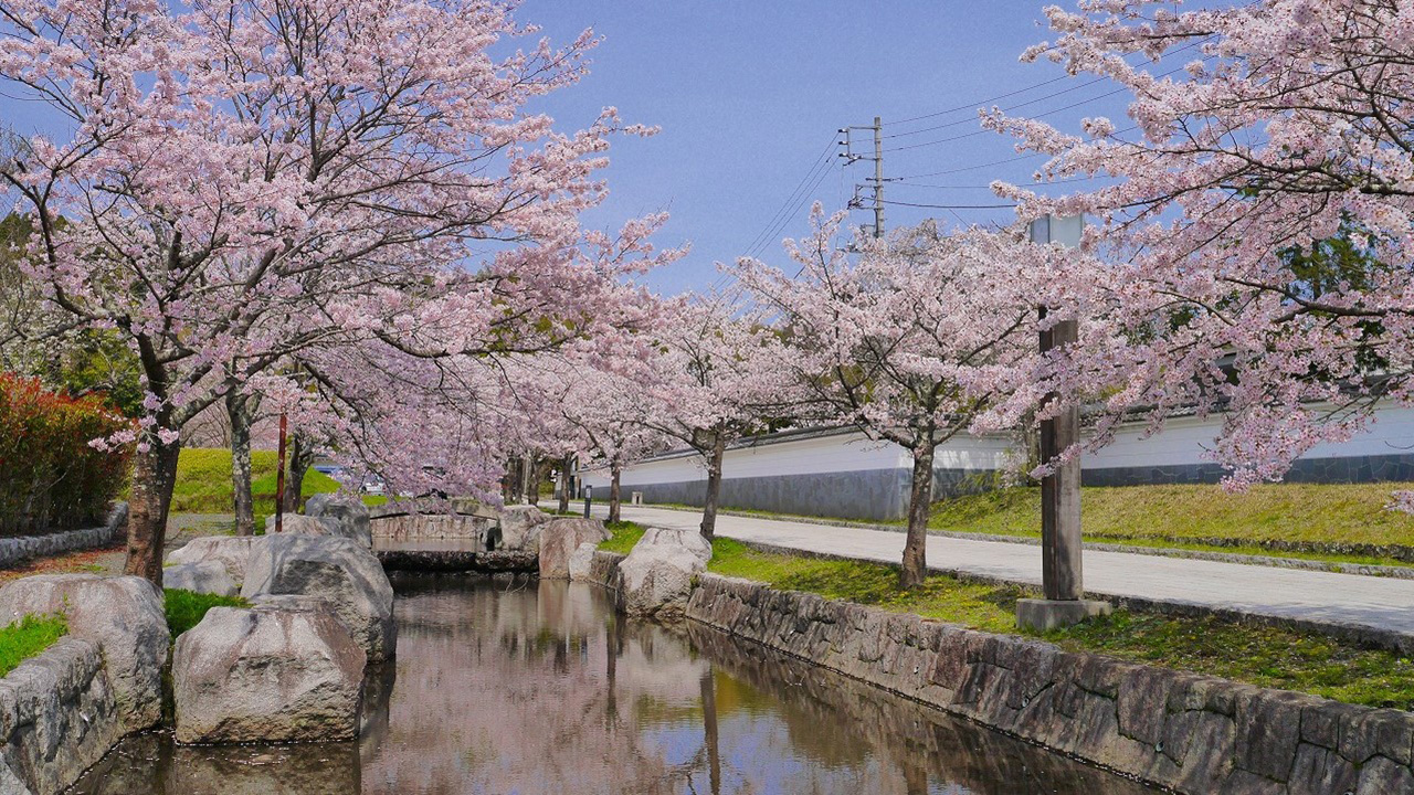 桜並木とお堀