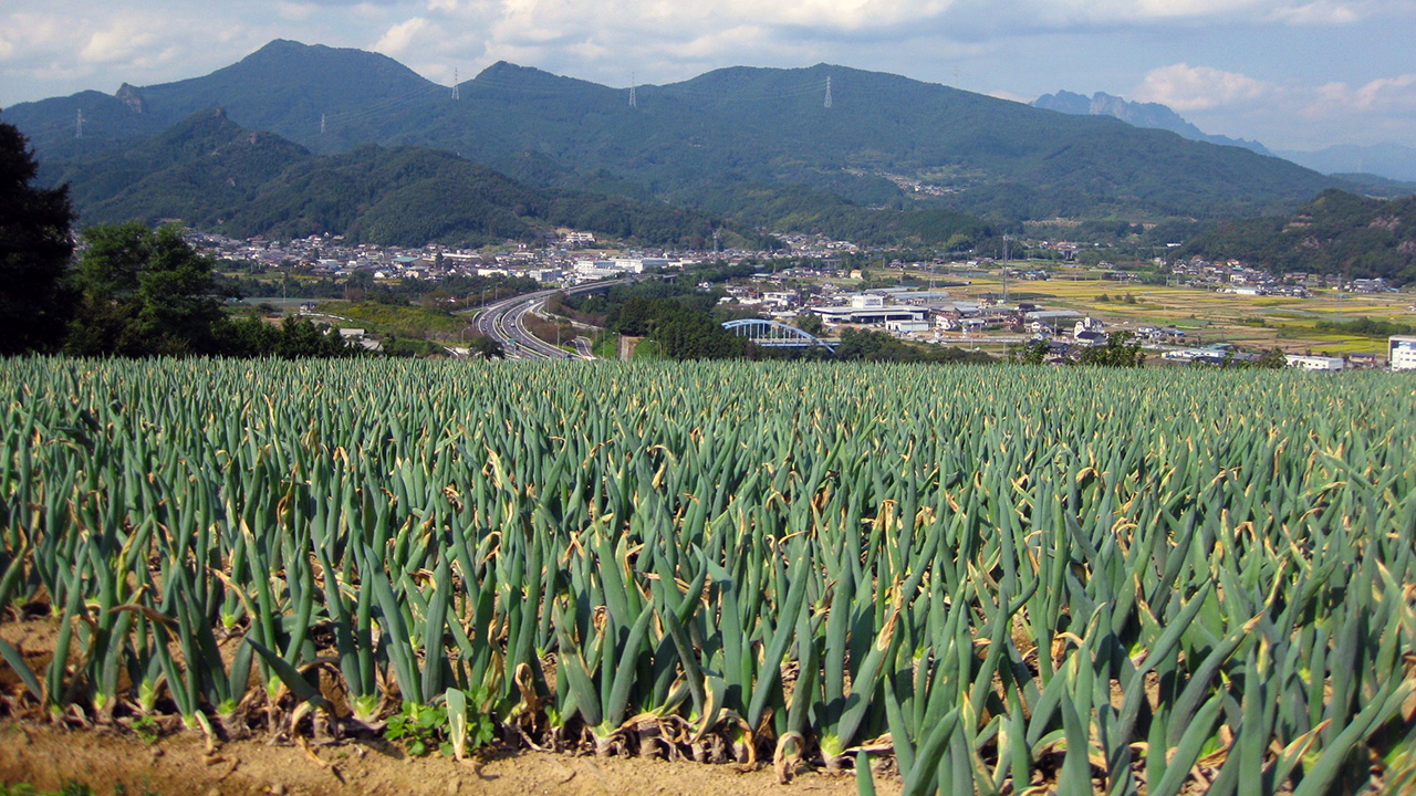 広大な下仁田ネギ畑と山並み