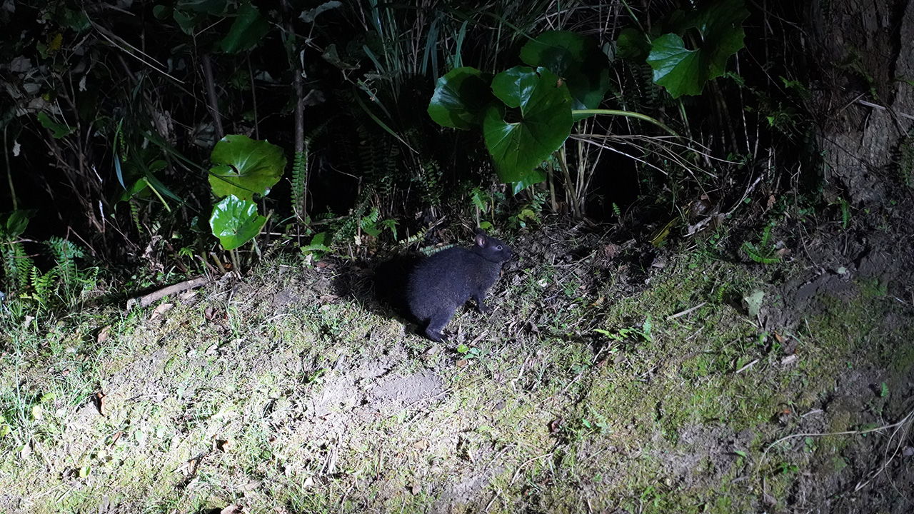 アマミノクロウサギ