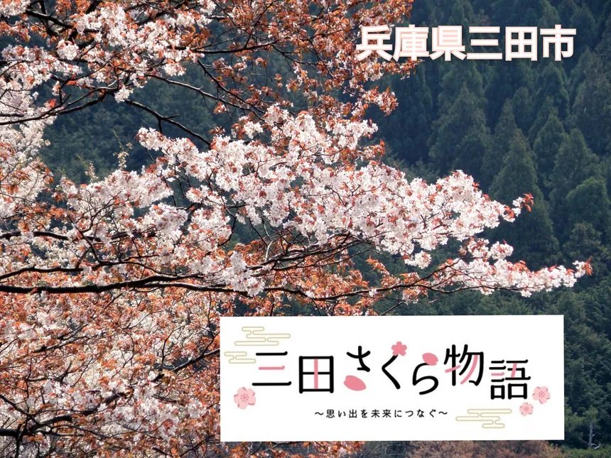 兵庫県三田市の企業版ふるさと納税 三田さくら物語 思い出を未来につなぐ 桜を持続可能なまちのシンボルとして次世代に伝えるプロジェクト